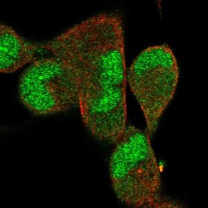 Anti-DNAJB5 antibody produced in rabbit 