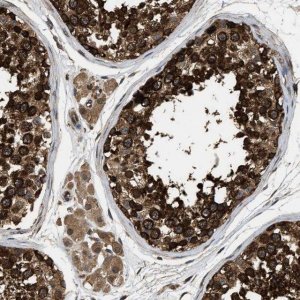 Anti-DNAJC2 antibody produced in rabbit 