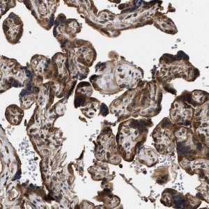 Anti-DNAJC2 antibody produced in rabbit 