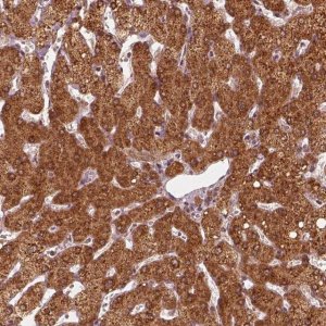 Anti-DNAJC25 antibody produced in rabbit 