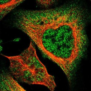 Anti-DNAJC25 antibody produced in rabbit 