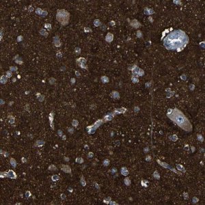 Anti-DNAJC5 antibody produced in rabbit 