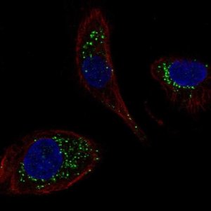 Anti-DNAJC5B antibody produced in rabbit 