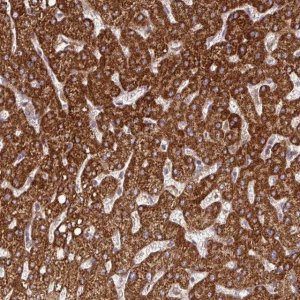 Anti-DNAJC7 antibody produced in rabbit 