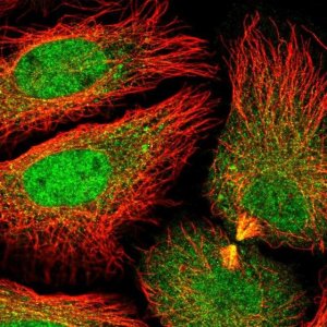 Anti-DNAJC8 antibody produced in rabbit 