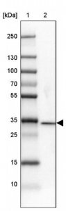 Anti-DNAJC8 antibody produced in rabbit HPA026283-100UL