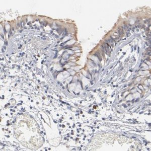 Anti-DNAL4 antibody produced in rabbit 