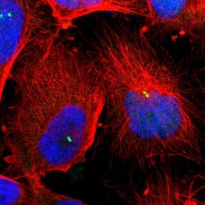 Anti-DNAL4 antibody produced in rabbit 