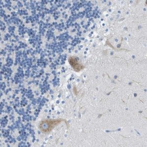 Anti-DNER antibody produced in rabbit 