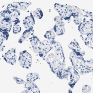 Anti-DNER antibody produced in rabbit 