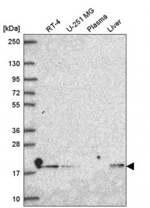 Anti-DNLZ antibody produced in rabbit 