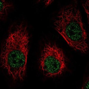Anti-DNM1 antibody produced in rabbit 