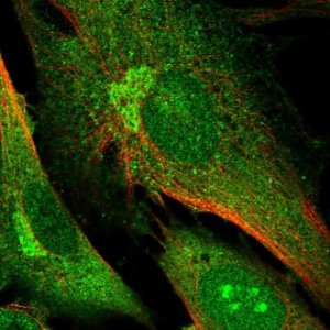 Anti-DNMBP antibody produced in rabbit 