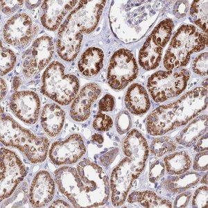 Anti-DOC2B antibody produced in rabbit 
