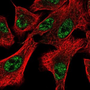Anti-DOCK1 antibody produced in rabbit 