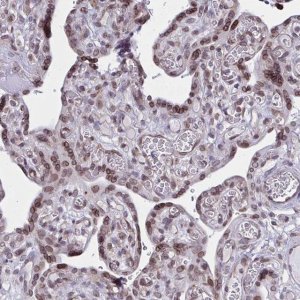 Anti-DOCK11 antibody produced in rabbit 