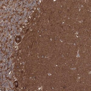 Anti-DOCK3 antibody produced in rabbit 