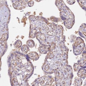 Anti-DOCK9 antibody produced in rabbit 