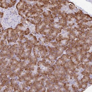 Anti-DOK4 antibody produced in rabbit 