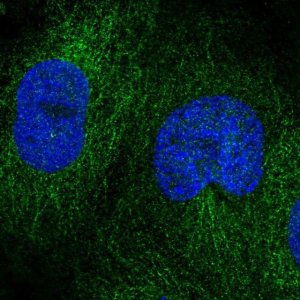 Anti-DOK4 antibody produced in rabbit 