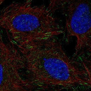 Anti-DOK5 antibody produced in rabbit 
