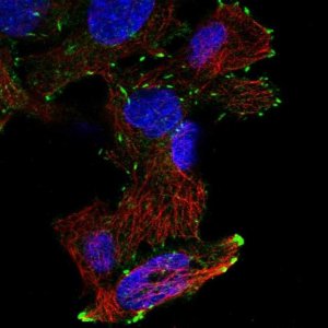 Anti-DOK6 antibody produced in rabbit 