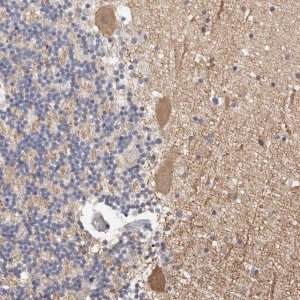 Anti-DOPEY1 antibody produced in rabbit 