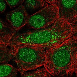 Anti-DOPEY2 antibody produced in rabbit 