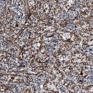 Anti-DPEP2 antibody produced in rabbit 