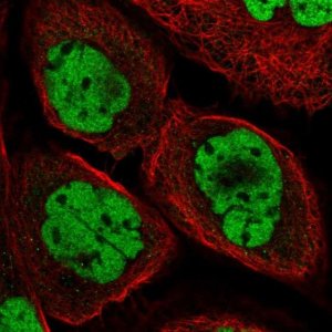 Anti-DPF2 antibody produced in rabbit HPA056786-100UL