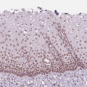 Anti-DPM2 antibody produced in rabbit 