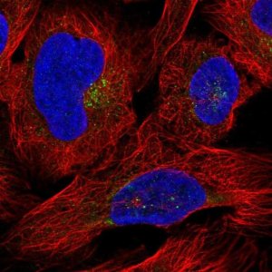Anti-DPP7 antibody produced in rabbit 