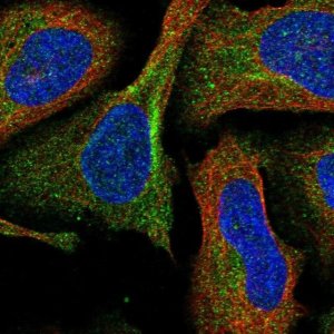 Anti-DPP9 antibody produced in rabbit 