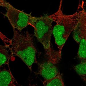 Anti-DPPA4 antibody produced in rabbit 
