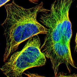 Anti-DPY19L3 antibody produced in rabbit 