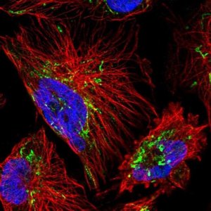 Anti-DPYSL4 antibody produced in rabbit HPA049066-100UL