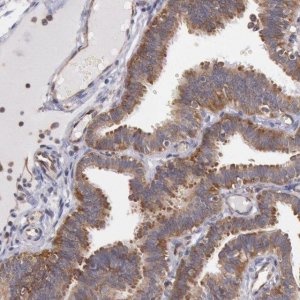 Anti-DRG1 antibody produced in rabbit 