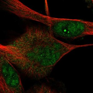 Anti-DRGX antibody produced in rabbit 