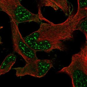 Anti-DRP2 antibody produced in rabbit 