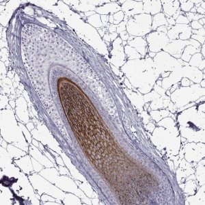 Anti-DSG4 antibody produced in rabbit 