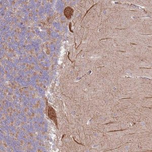 Anti-DTD2 antibody produced in rabbit 