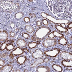 Anti-DTWD1 antibody produced in rabbit 