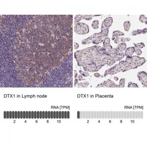 Anti-DTX1 antibody produced in rabbit 