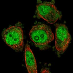 Anti-DUS3L antibody produced in rabbit 
