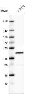 Anti-DUSP1 antibody produced in rabbit 