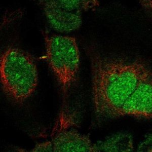 Anti-DUSP11 antibody produced in rabbit 