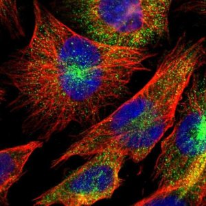 Anti-DUSP8 antibody produced in rabbit 