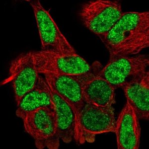 Anti-DVL2 antibody produced in rabbit 