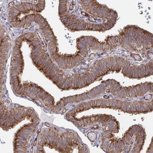 Anti-DVL3 antibody produced in rabbit 