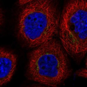 Anti-DYM antibody produced in rabbit 
